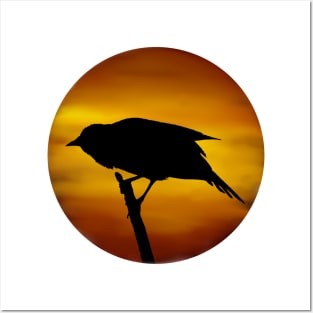 Redwing Blackbird Marsh Sunset Posters and Art